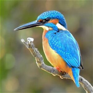picture of a kingfisher to illustrate the topic of this month's meeting